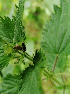 Insect on nettle - credit to Bryony Hawkes